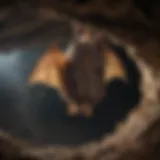 A close-up of an Indiana bat hanging upside down in a cave.