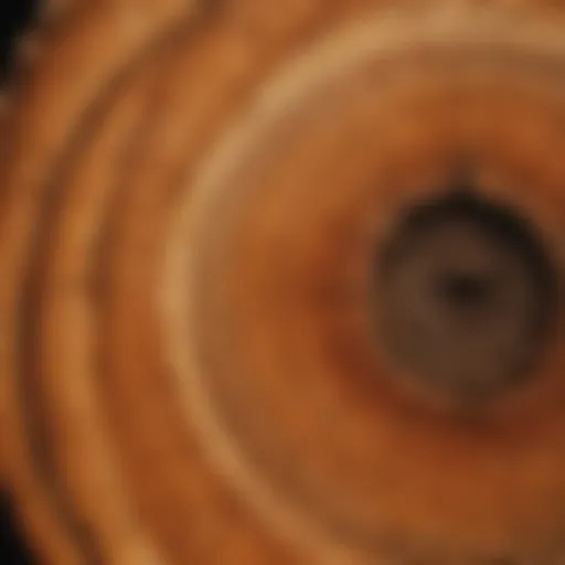 A close-up view of tree rings illustrating age and growth patterns