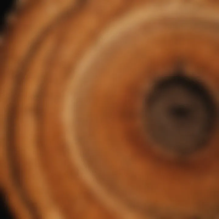 A close-up view of tree rings illustrating age and growth patterns