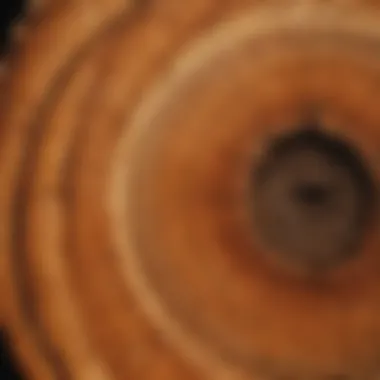 The Wisdom of Tree Rings A close-up view of tree rings illustrating age and growth patterns