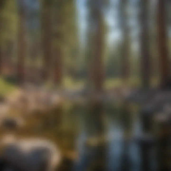 Visitors engaging in recreational activities in the national parks