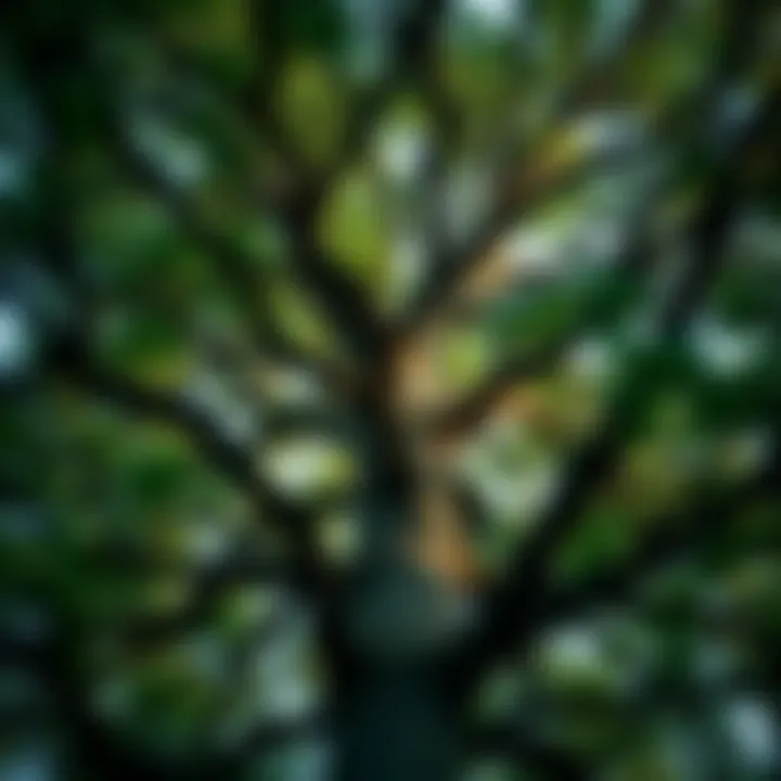 Anatomy of the Oak Tree Crown The intricate structure of an oak tree crown