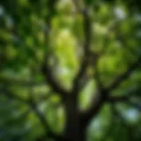 The Lush Canopy of an Oak Tree An oak tree crown brimming with leaves