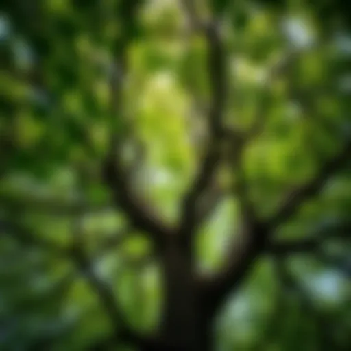 The Lush Canopy of an Oak Tree An oak tree crown brimming with leaves