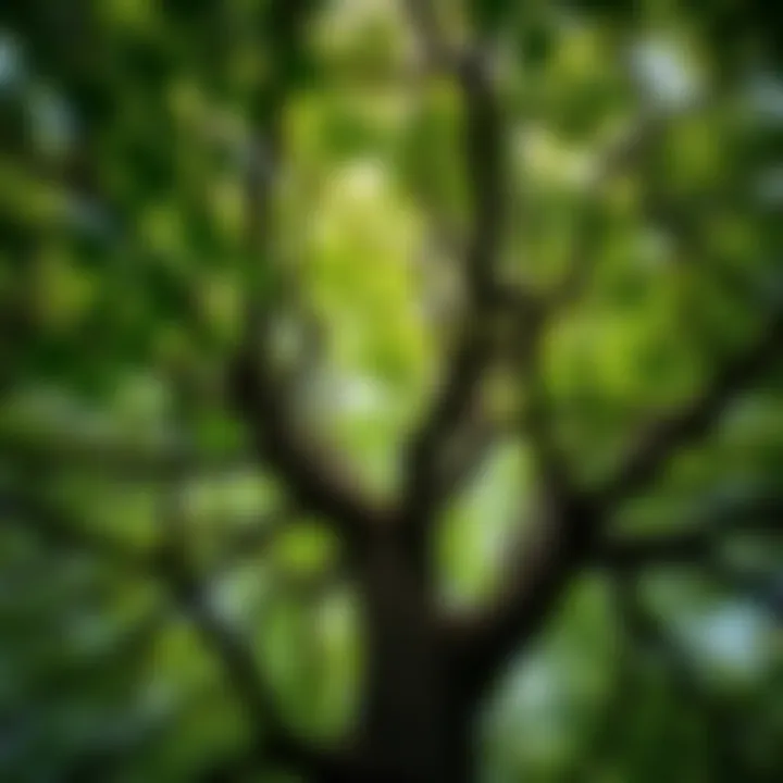 The Lush Canopy of an Oak Tree An oak tree crown brimming with leaves