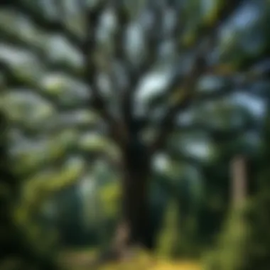 Strategies for Sustainable Oak Management Sustainable management practices for oak trees