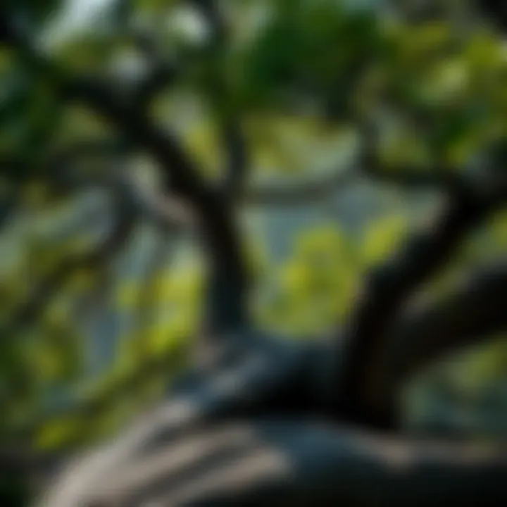 Biodiversity Supported by Oak Crowns Wildlife thriving in oak tree habitat