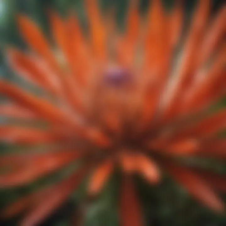 Close-up of the paintbrush flower's unique petals and structure.