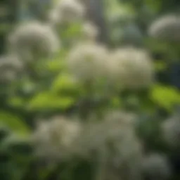 A detailed close-up of white elderberry flowers in full bloom
