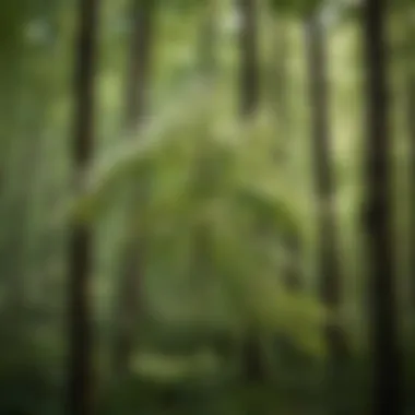 A serene forest scene highlighting the ecological role of white elderberry in biodiversity
