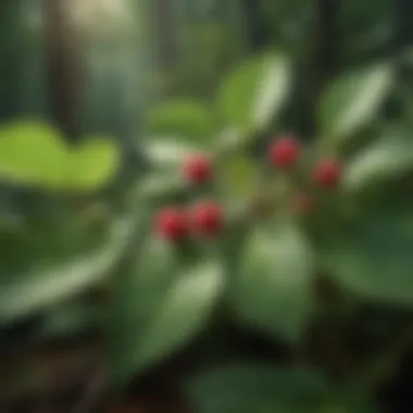 A close-up of the unique leaves and flowers of the wild raspberry plant