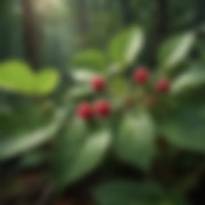 A close-up of the unique leaves and flowers of the wild raspberry plant