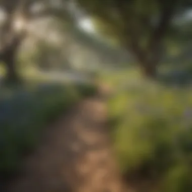 Stunning view of a Texas trail surrounded by wildflowers