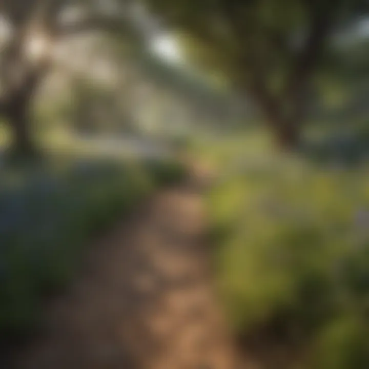 Stunning view of a Texas trail surrounded by wildflowers