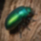 A close-up of a vibrant emerald jewel beetle on a tree bark