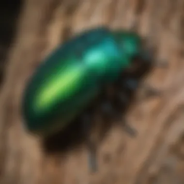 A close-up of a vibrant emerald jewel beetle on a tree bark