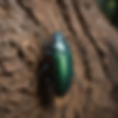 A macro shot of a metallic wood-boring beetle in a tree crevice