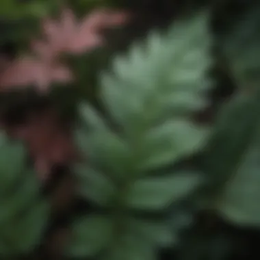 Close-up of turtlehead leaves highlighting their unique texture
