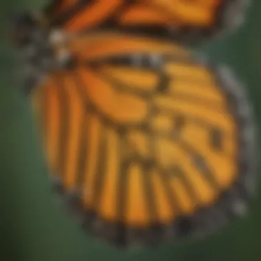 A close-up view of the intricate wing patterns of a monarch butterfly