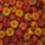 Colorful assortment of bell peppers