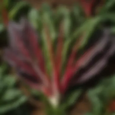 Fresh bunch of vibrant rainbow chard leaves