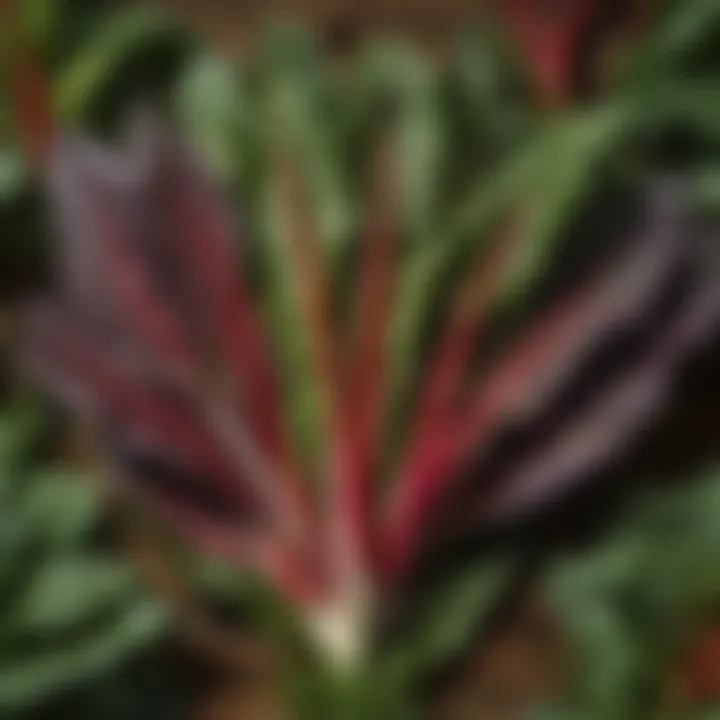 Fresh bunch of vibrant rainbow chard leaves