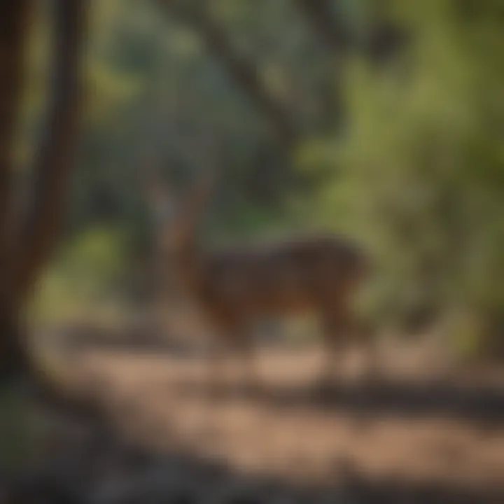 Wildlife observing in the natural habitat of Ventura Canyon
