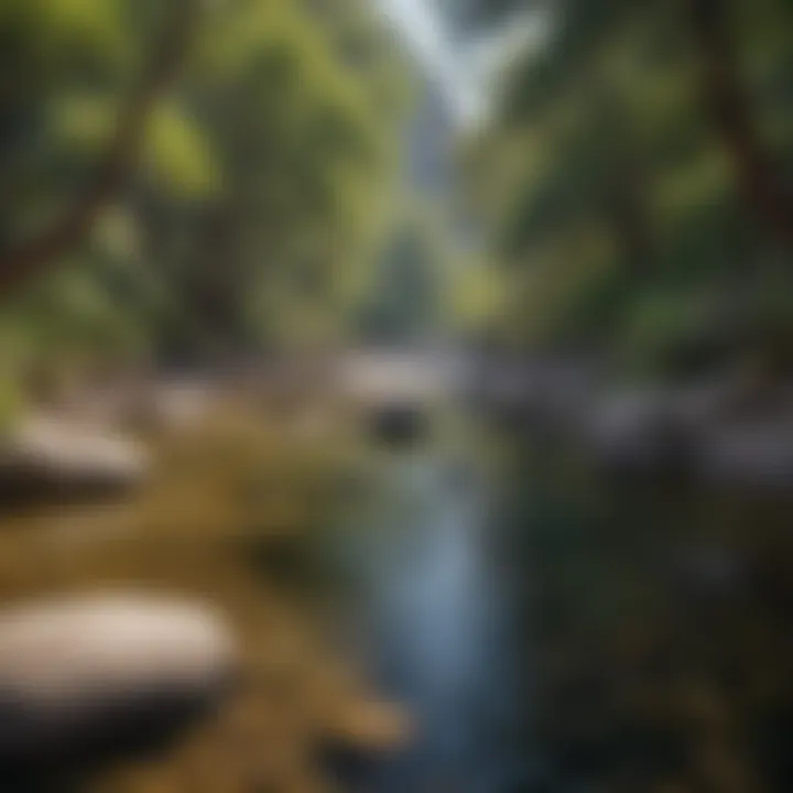 A serene river flowing through Wheeler Gorge, surrounded by vibrant flora