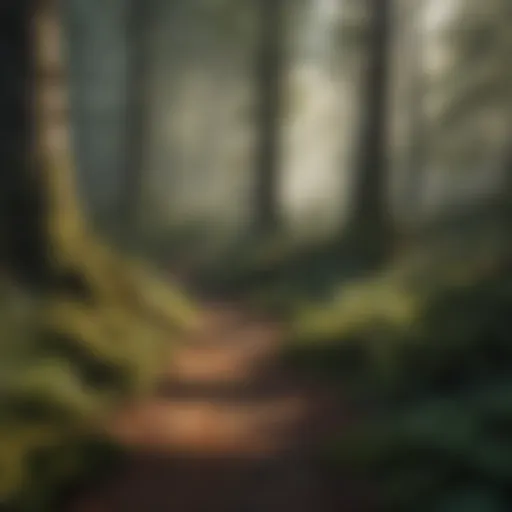 Enchanted Forest Enchanted Forest Illustration