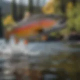 Majestic Trout Jumping in Crystal Clear Wyoming River