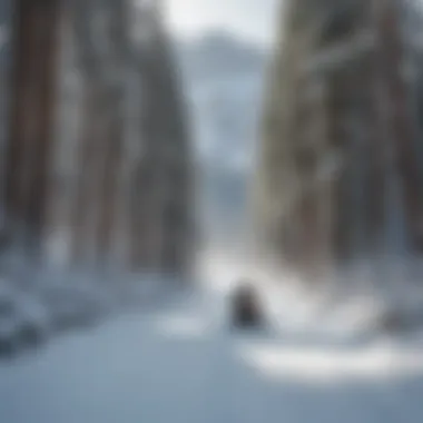 Snowmobile gliding through a snowy path in Yosemite National Park