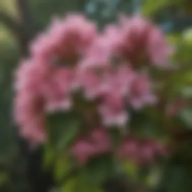 Exquisite Mountain Laurel Blossoms