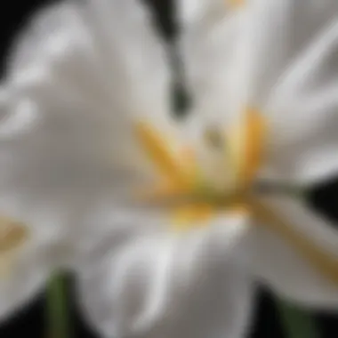 Exquisite White Japanese Iris Petals Close-Up Exquisite White Japanese Iris Petals Close-Up