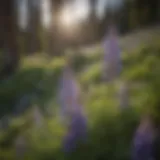 Blooming Lupine in Cascade Mountains