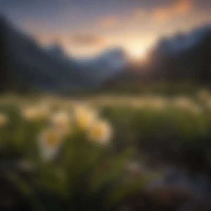 Majestic Glacier Lily at Sunset