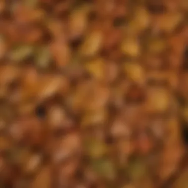 Close-up of American beech leaves displaying their serrated edges.