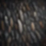 Feather Collection of Moonlight