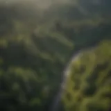 Aerial view of lush American forest