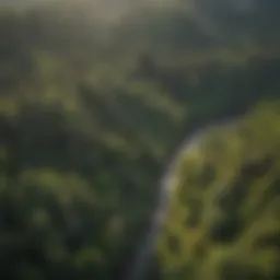 Aerial view of lush American forest
