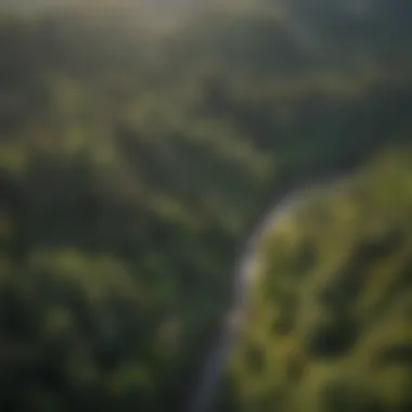 Aerial view of lush American forest