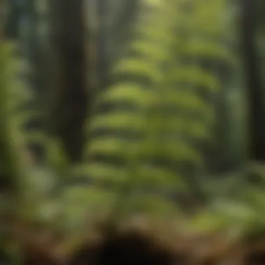 The Intricacies of Fern Gametophyte Growth Fern Gametophyte Development