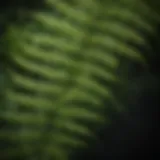 Botanical Delicacy Botanical Delicacy: Close-Up of Intricate Fern-Like Leaf Pattern