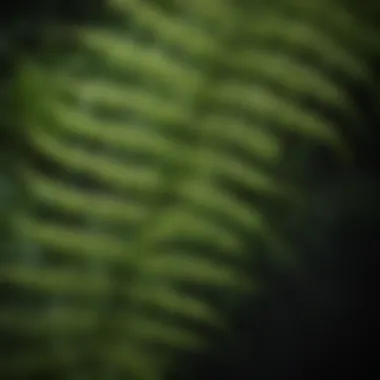 Botanical Delicacy Botanical Delicacy: Close-Up of Intricate Fern-Like Leaf Pattern