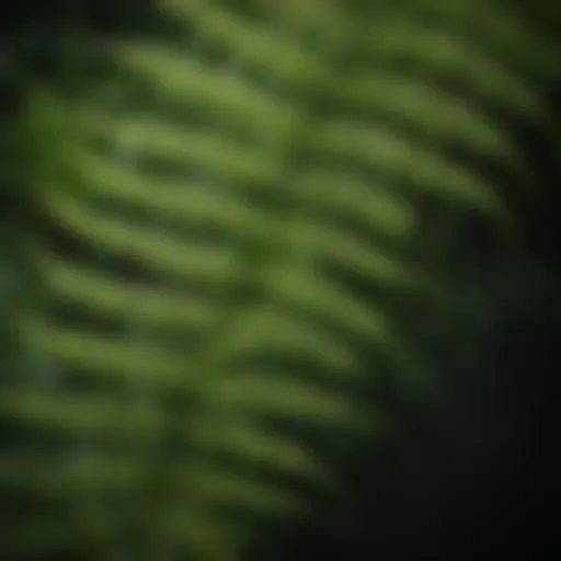 Botanical Delicacy Botanical Delicacy: Close-Up of Intricate Fern-Like Leaf Pattern
