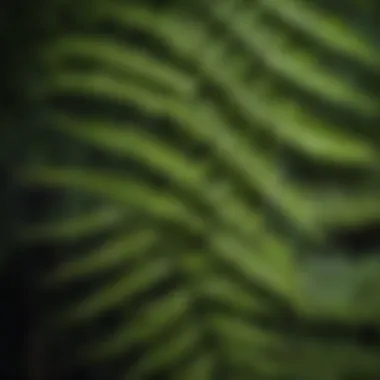 Nature's Finest Geometry Nature's Finest Geometry: Detailed Macro Shot of Fern-Like Leaf Structure