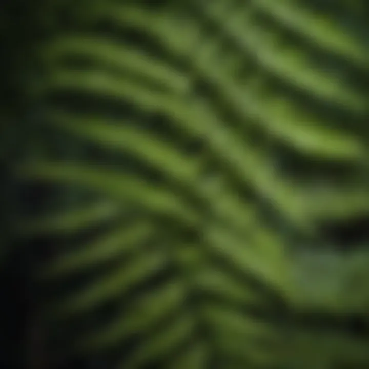 Nature's Finest Geometry Nature's Finest Geometry: Detailed Macro Shot of Fern-Like Leaf Structure