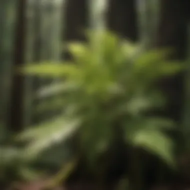 Eco-Friendly Elegance Eco-Friendly Elegance: Sunlight Filtering Through Fern-Like Leaves