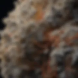 Fiber structure under microscope