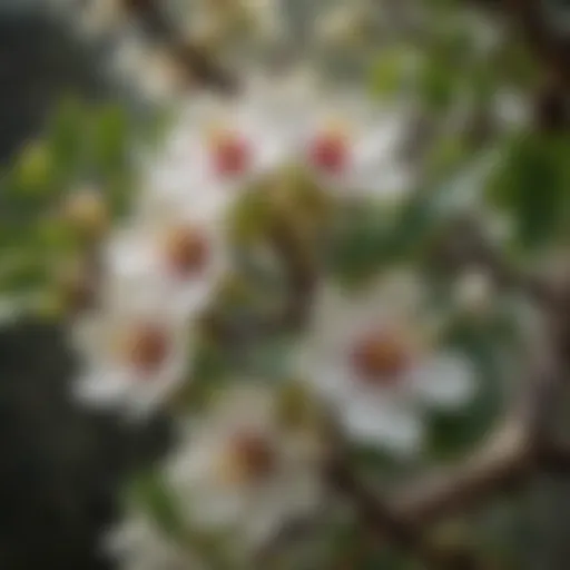 Botanical Intricacies of Fig Tree Blossoms Fig Tree Blossom Close-Up