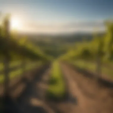 Scenic Vineyard Landscape in Finger Lakes